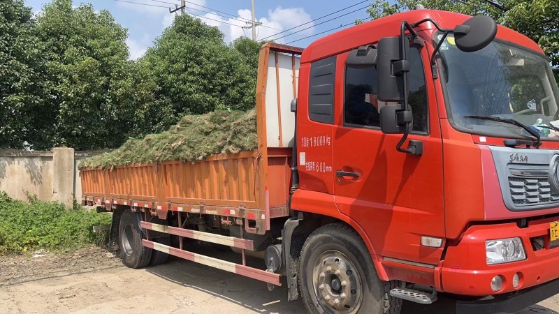 狗牙根草坪百慕大四季青草皮草块草卷苗圃绿化全国可发