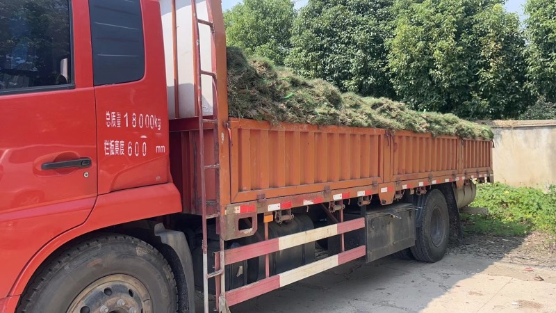 狗牙根草坪百慕大四季青草皮草块草卷苗圃绿化全国可发