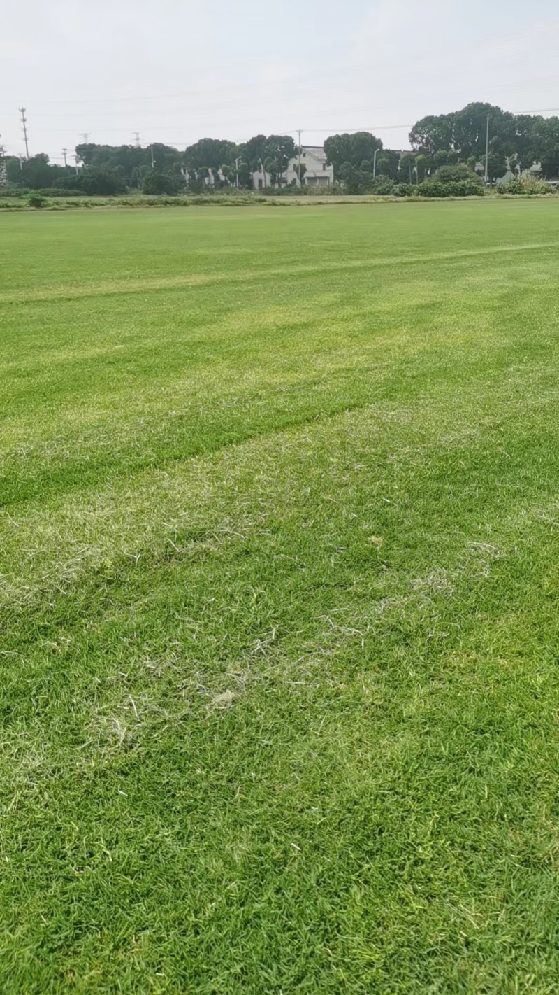 狗牙根草坪百慕大四季青草皮草块草卷苗圃绿化全国可发
