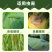 速锐达渗透剂提升药效杀菌剂杀虫剂叶面肥