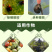 速锐达渗透剂提升药效杀菌剂杀虫剂叶面肥