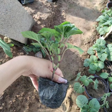 一串红草花时令花卉一串红