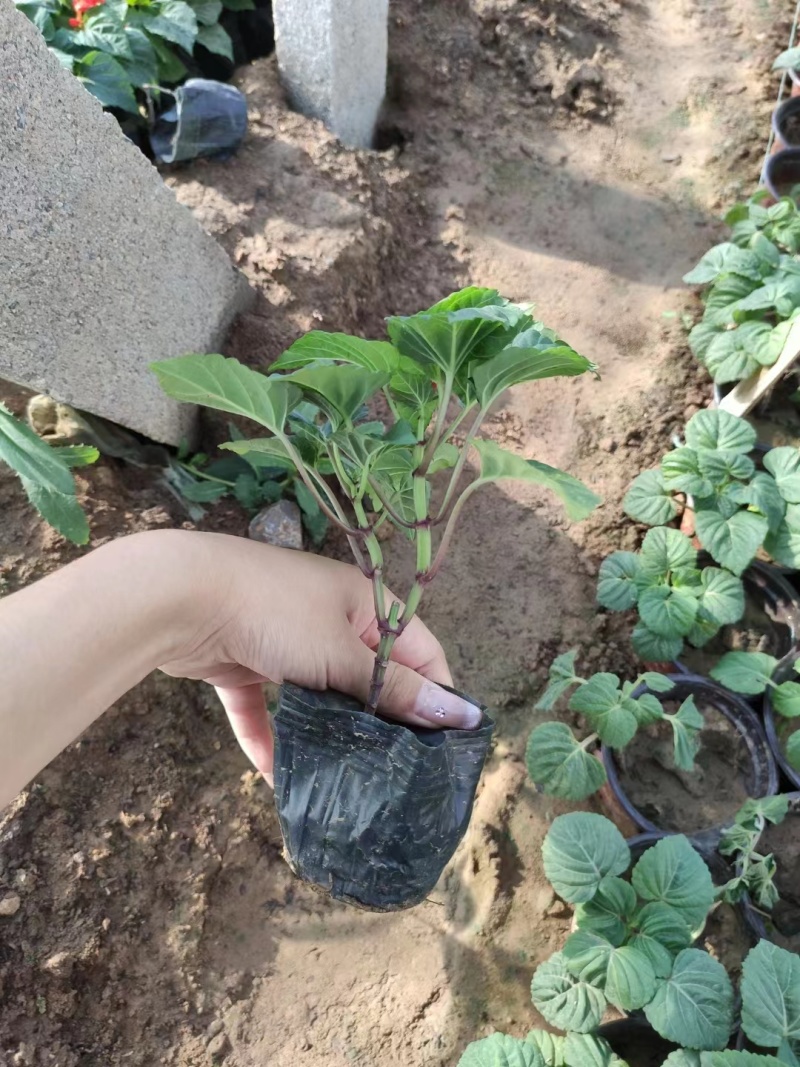 一串红草花时令花卉一串红