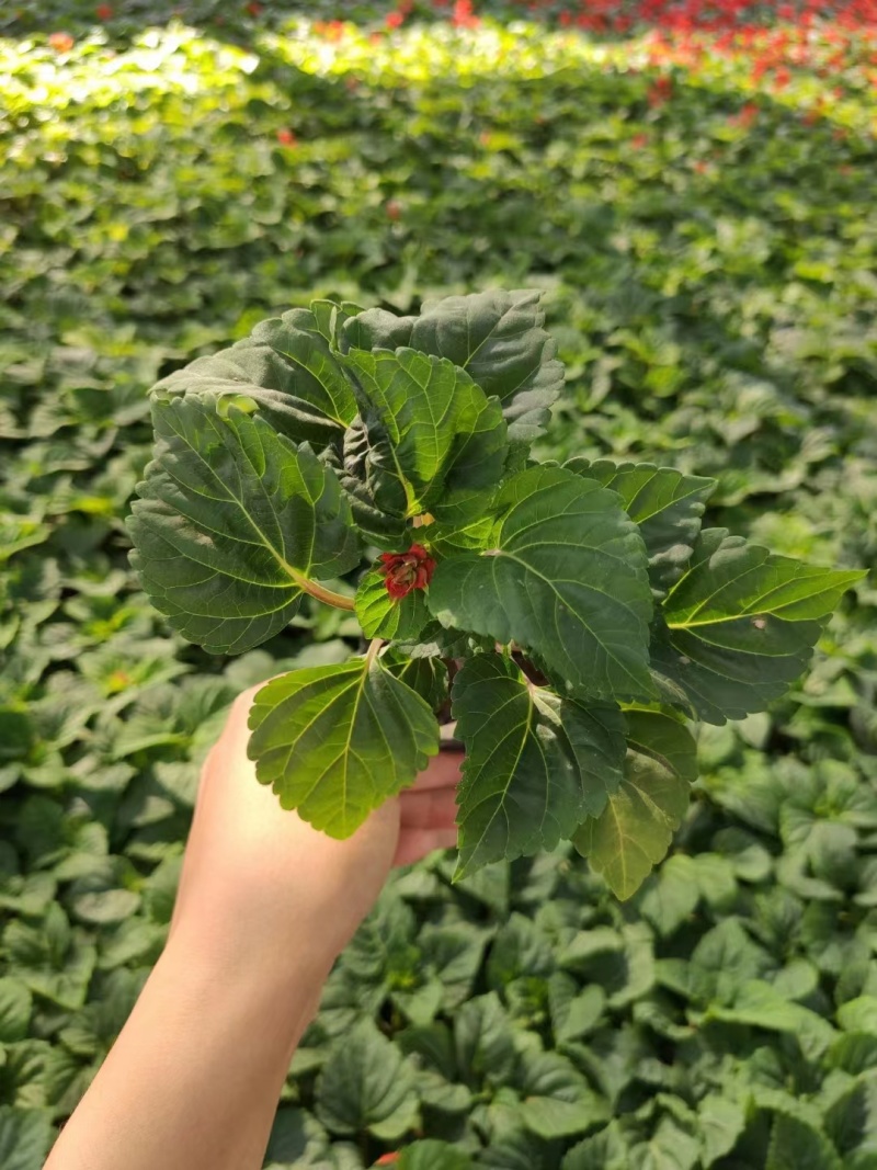 一串红草花时令花卉一串红