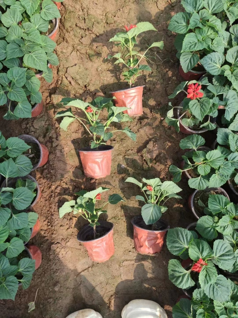 一串红草花时令花卉一串红