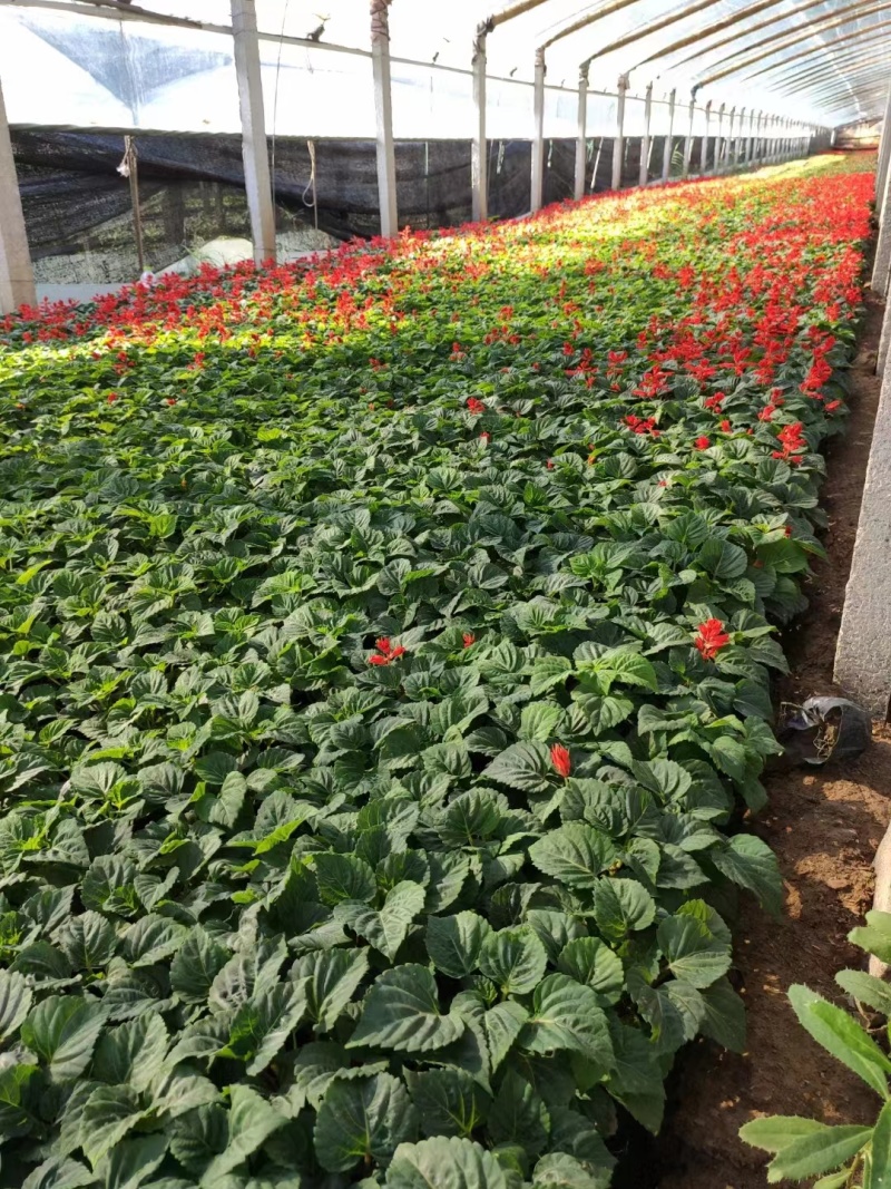 一串红草花时令花卉一串红