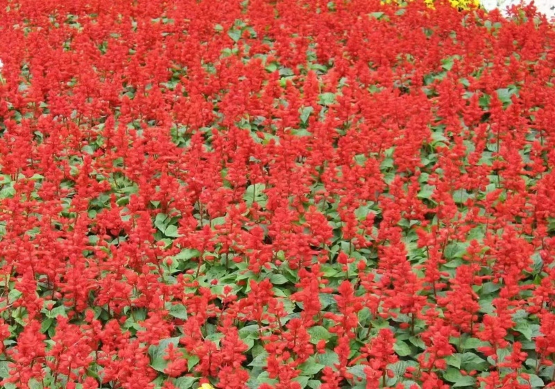 一串红草花时令花卉一串红