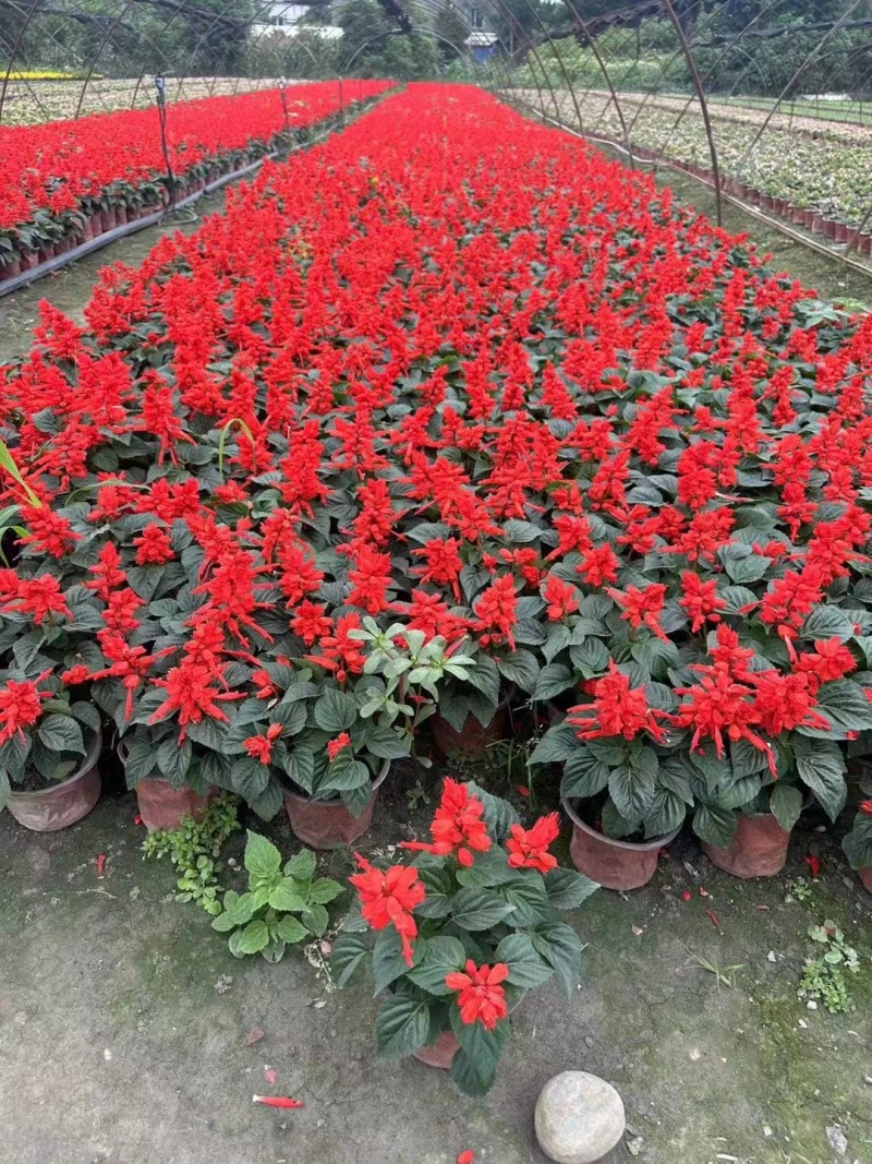 一串红草花时令花卉一串红