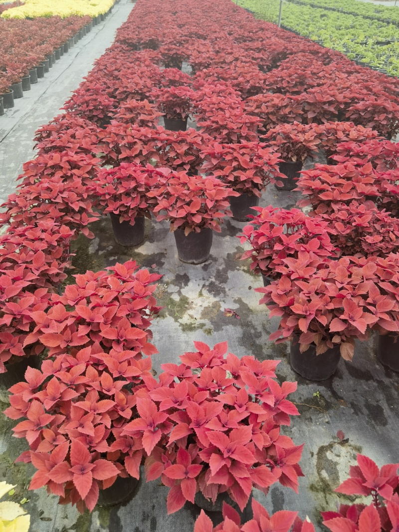 彩叶草双色杯彩叶草基地批发彩叶草价格