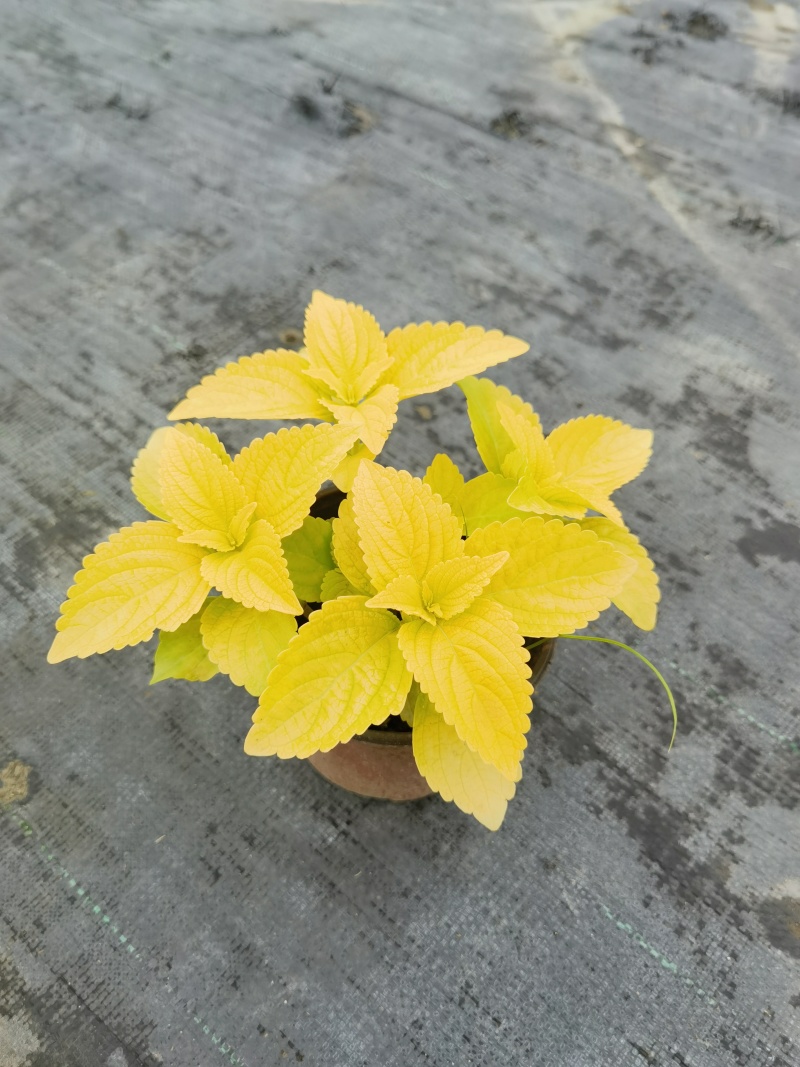 彩叶草双色杯彩叶草基地批发彩叶草价格