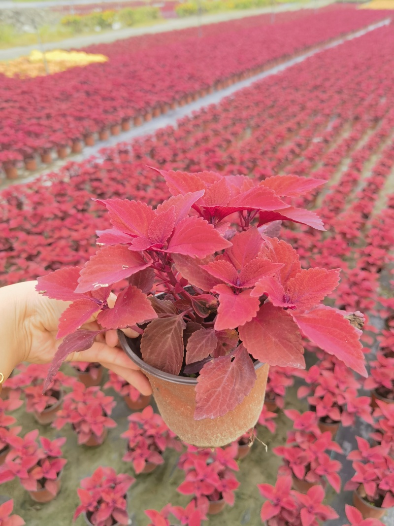 彩叶草双色杯彩叶草基地批发彩叶草价格