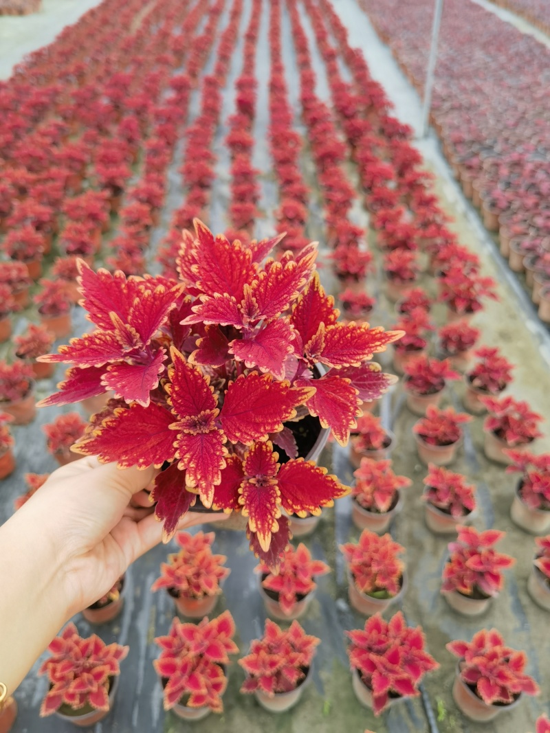 彩叶草双色杯彩叶草基地批发彩叶草价格