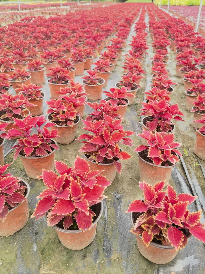 彩叶草双色杯彩叶草基地批发彩叶草价格