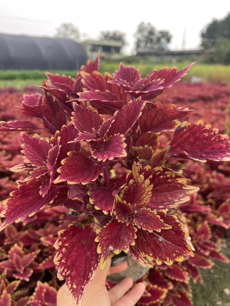 彩叶草双色杯彩叶草基地批发彩叶草价格