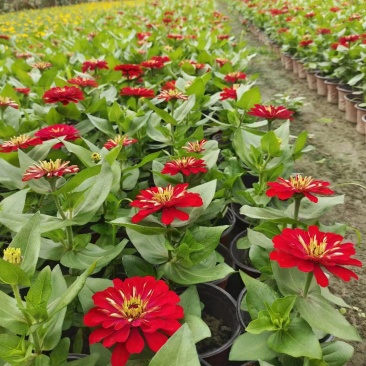 供应百日草小杯成都彩叶彩基地，彩叶草行情