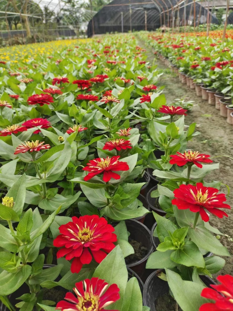 供应百日草小杯成都彩叶彩基地，彩叶草行情