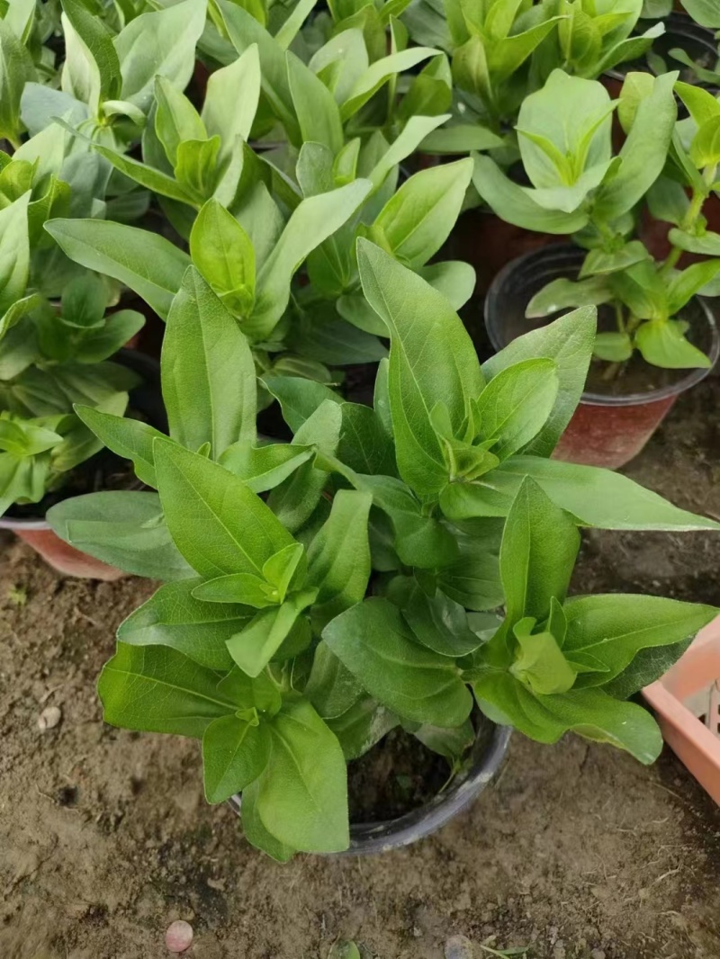 供应百日草小杯成都彩叶彩基地，彩叶草行情