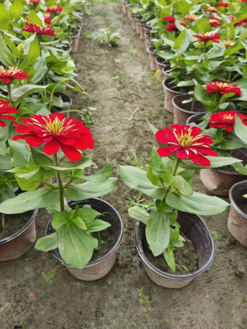 供应百日草小杯成都彩叶彩基地，彩叶草行情