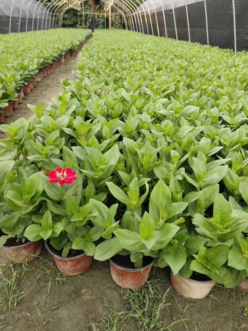 供应百日草小杯成都彩叶彩基地，彩叶草行情