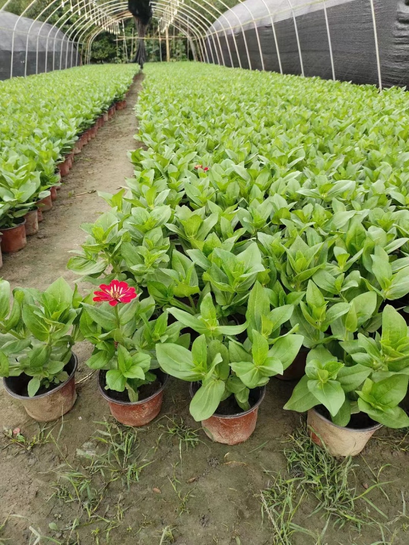 供应百日草小杯成都彩叶彩基地，彩叶草行情