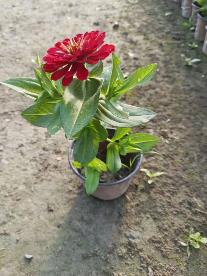 供应百日草小杯成都彩叶彩基地，彩叶草行情