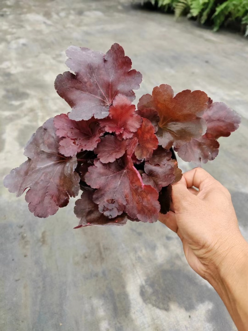 矾根杯苗矾根双色杯工程苗