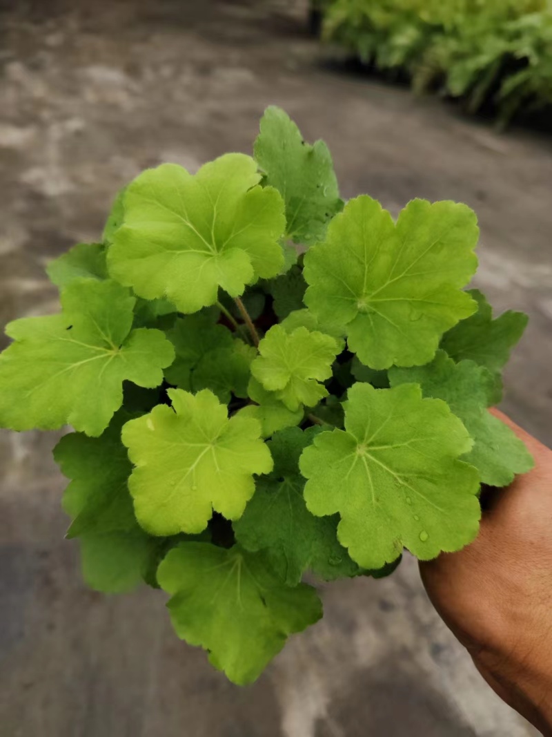 矾根杯苗矾根双色杯工程苗
