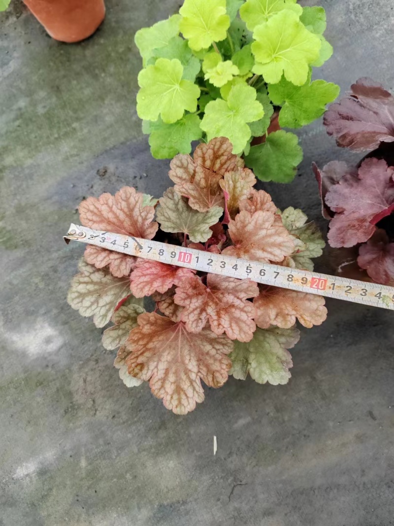 矾根杯苗矾根双色杯工程苗