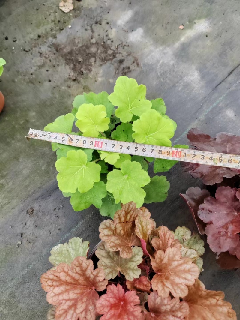 矾根杯苗矾根双色杯工程苗