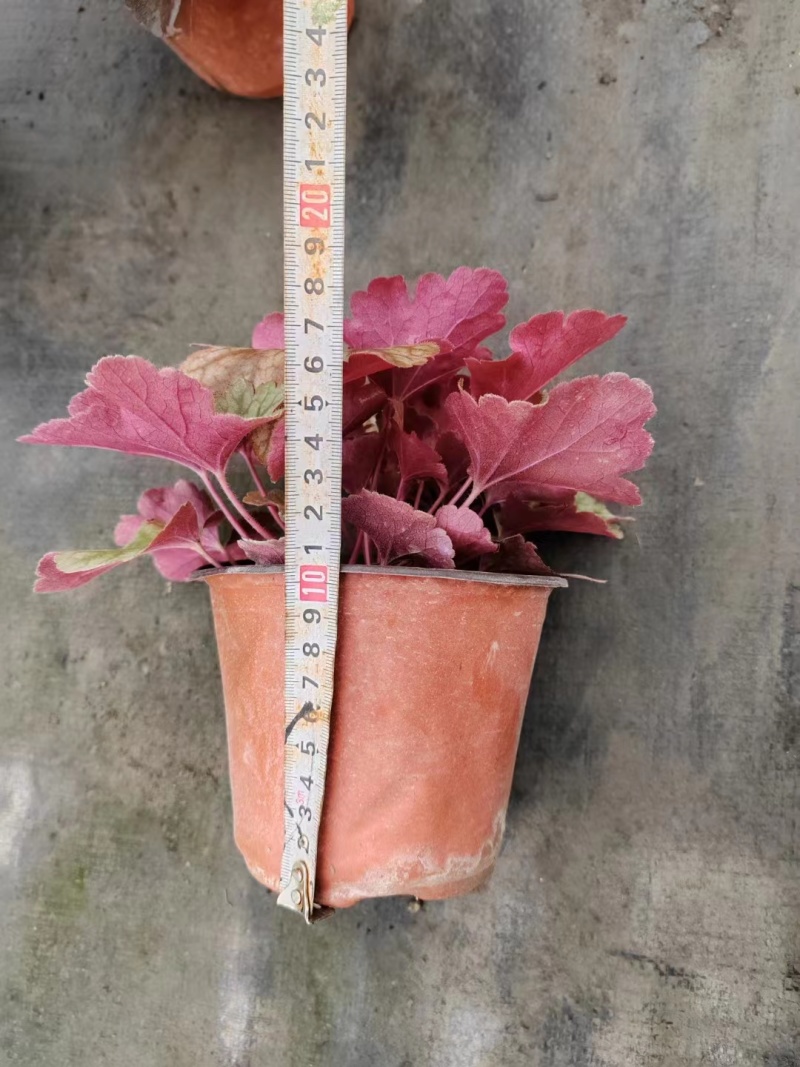 矾根杯苗矾根双色杯工程苗