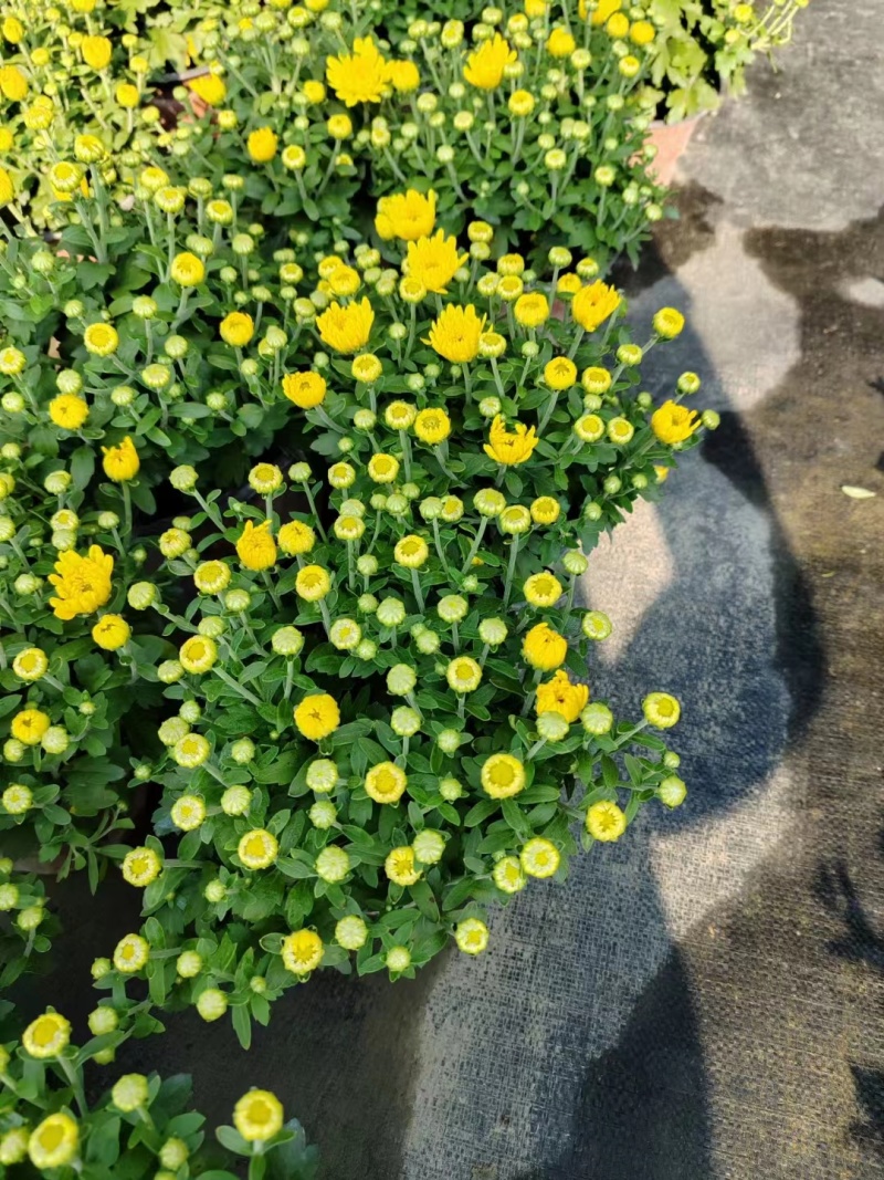 国庆菊双色杯国庆菊工程苗成都国庆菊基地