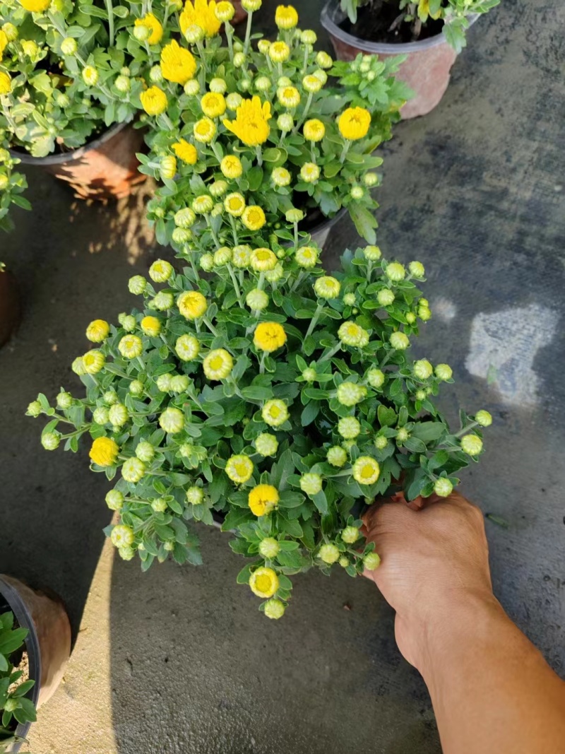 国庆菊双色杯国庆菊工程苗成都国庆菊基地