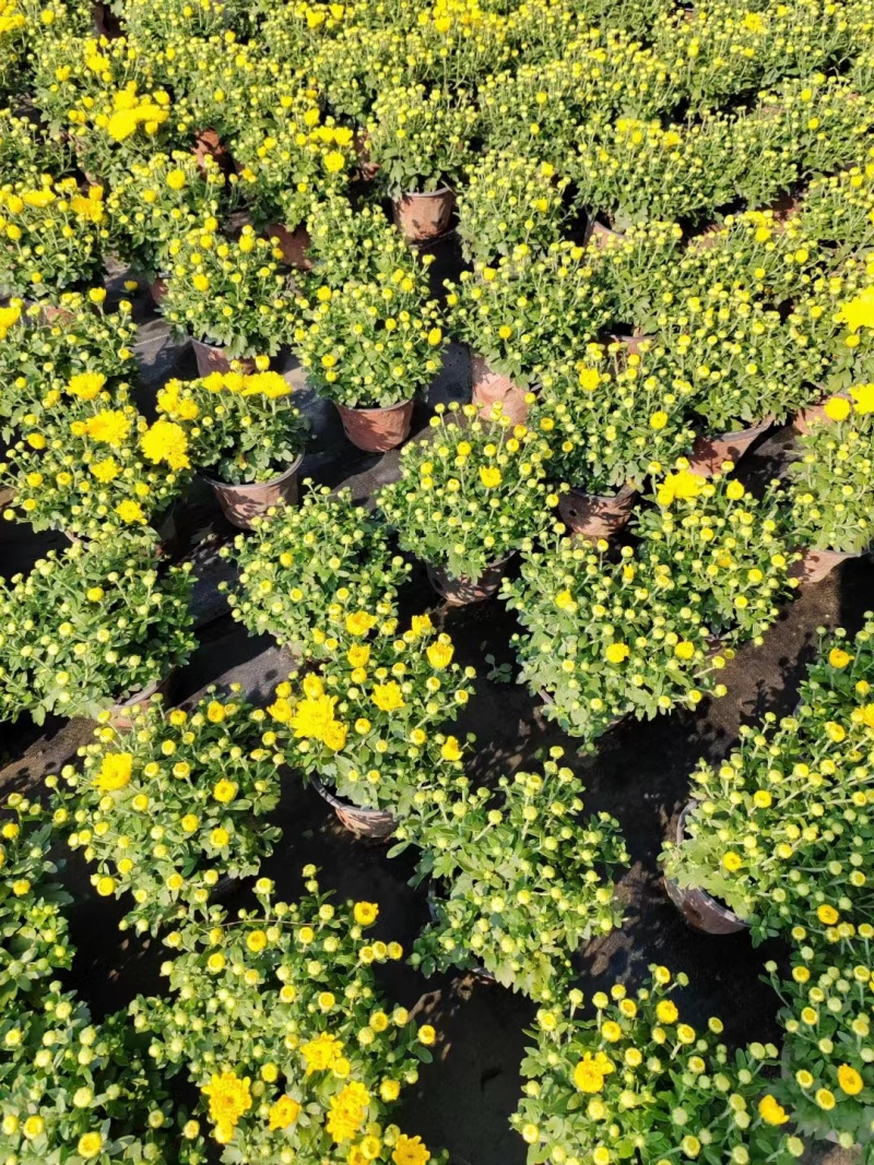 国庆菊双色杯国庆菊工程苗成都国庆菊基地