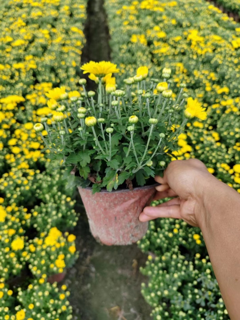 国庆菊双色杯国庆菊工程苗成都国庆菊基地