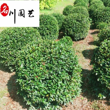 四川春鹃花球批发春鹃球产地价锦绣杜鹃球批发毛鹃基地