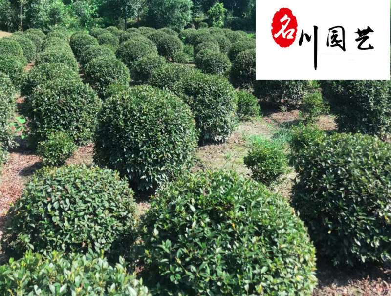 四川春鹃花球批发春鹃球产地价锦绣杜鹃球批发毛鹃基地