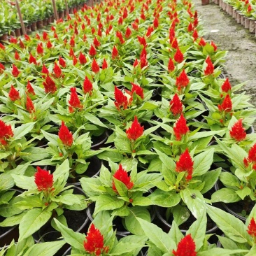 火炬花基地青叶火炬红叶火炬黄花火炬
