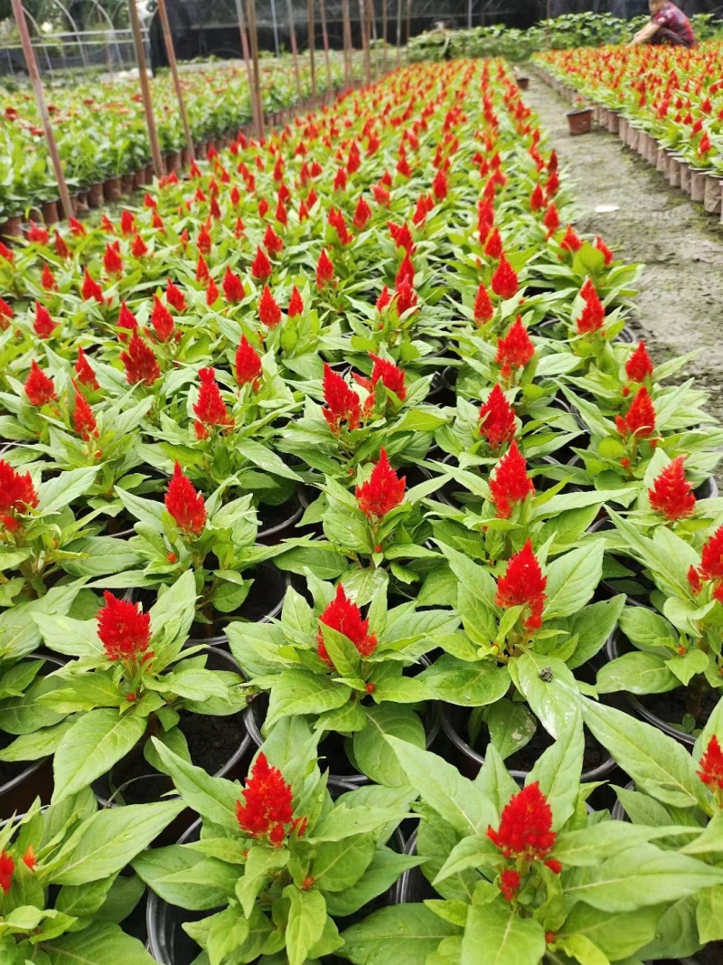 火炬花基地青叶火炬红叶火炬黄花火炬