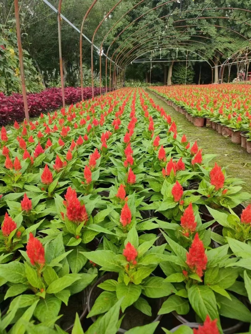 火炬花基地青叶火炬红叶火炬黄花火炬
