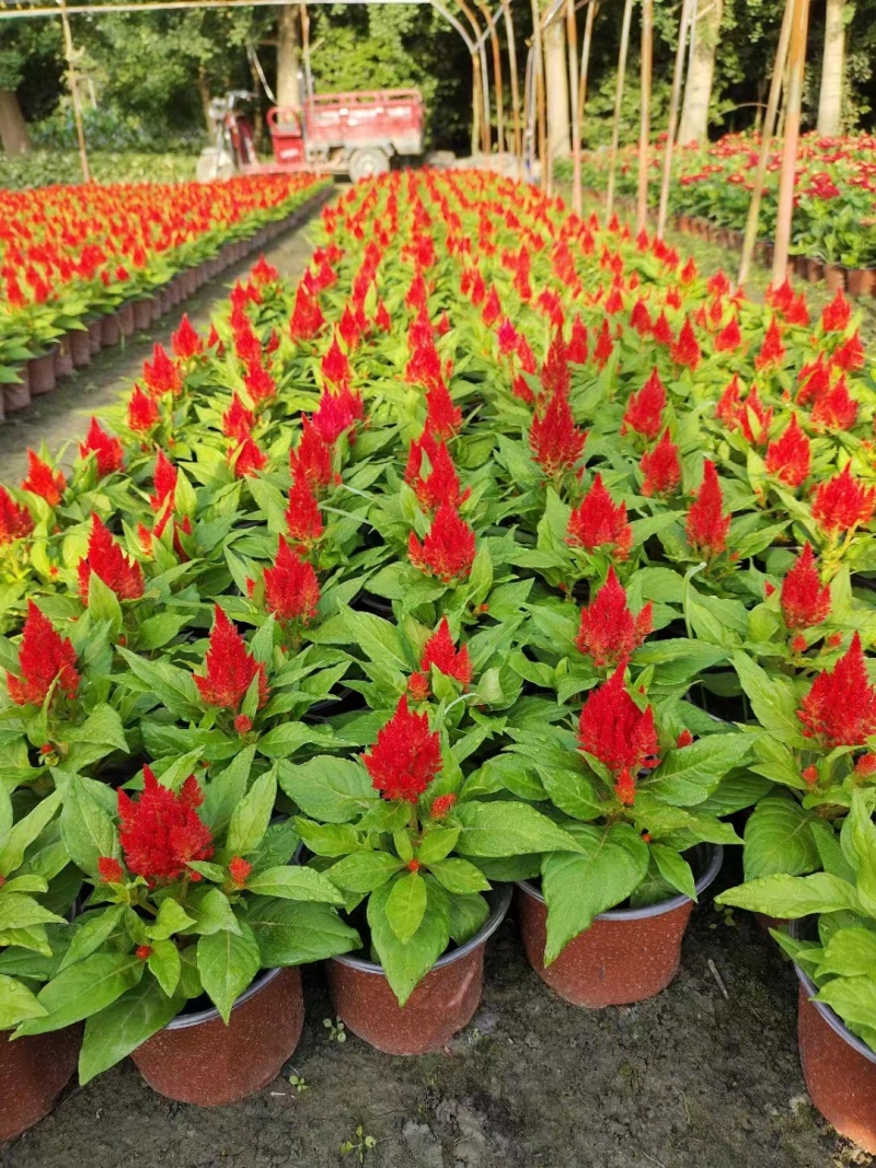 火炬花基地青叶火炬红叶火炬黄花火炬