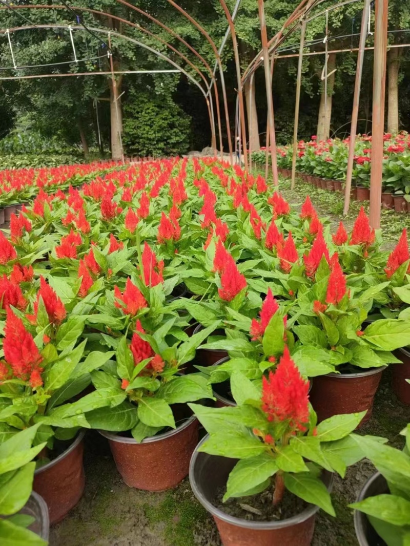 火炬花基地青叶火炬红叶火炬黄花火炬