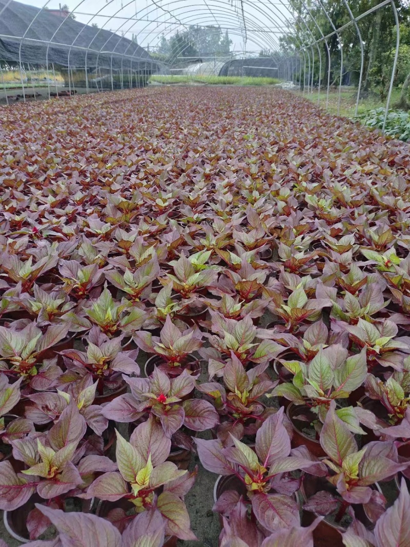 火炬花基地青叶火炬红叶火炬黄花火炬