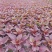 火炬花基地青叶火炬红叶火炬黄花火炬