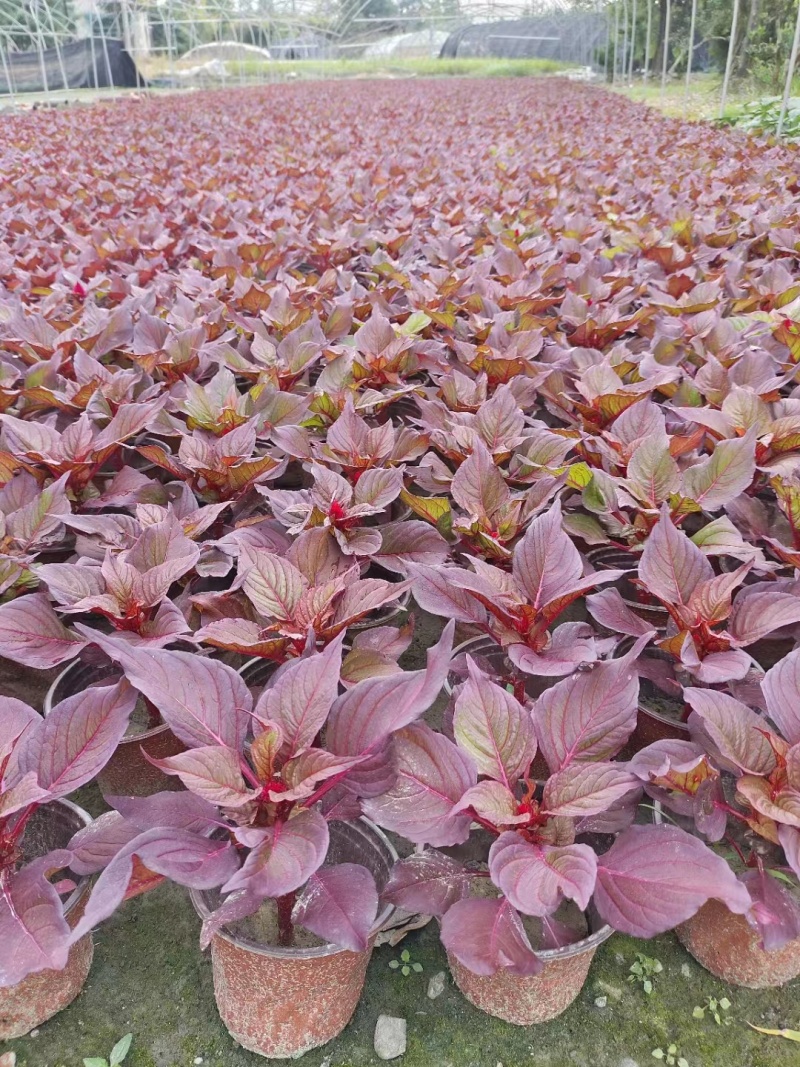 火炬花基地青叶火炬红叶火炬黄花火炬