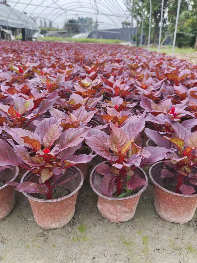 火炬花基地青叶火炬红叶火炬黄花火炬