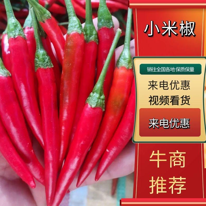艳红小米椒…产地直供，质量保证，诚信代办，代发全国市场