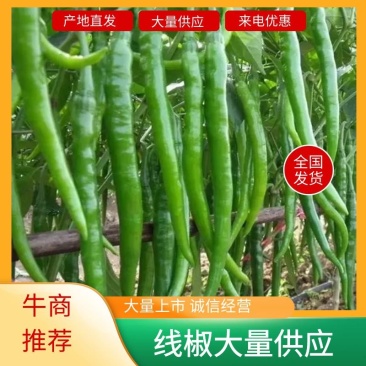 精品3号线椒，商丘中转仓广东广西产地直发市场电商