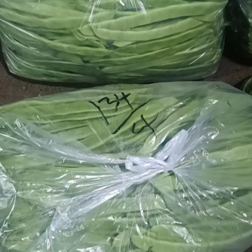 河北扁豆全国发货品质保证全国发货欢迎联系