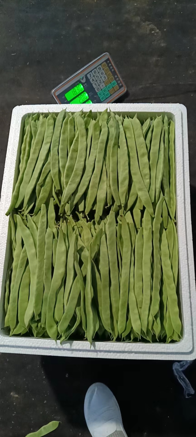河北扁豆全国发货品质保证全国发货欢迎联系