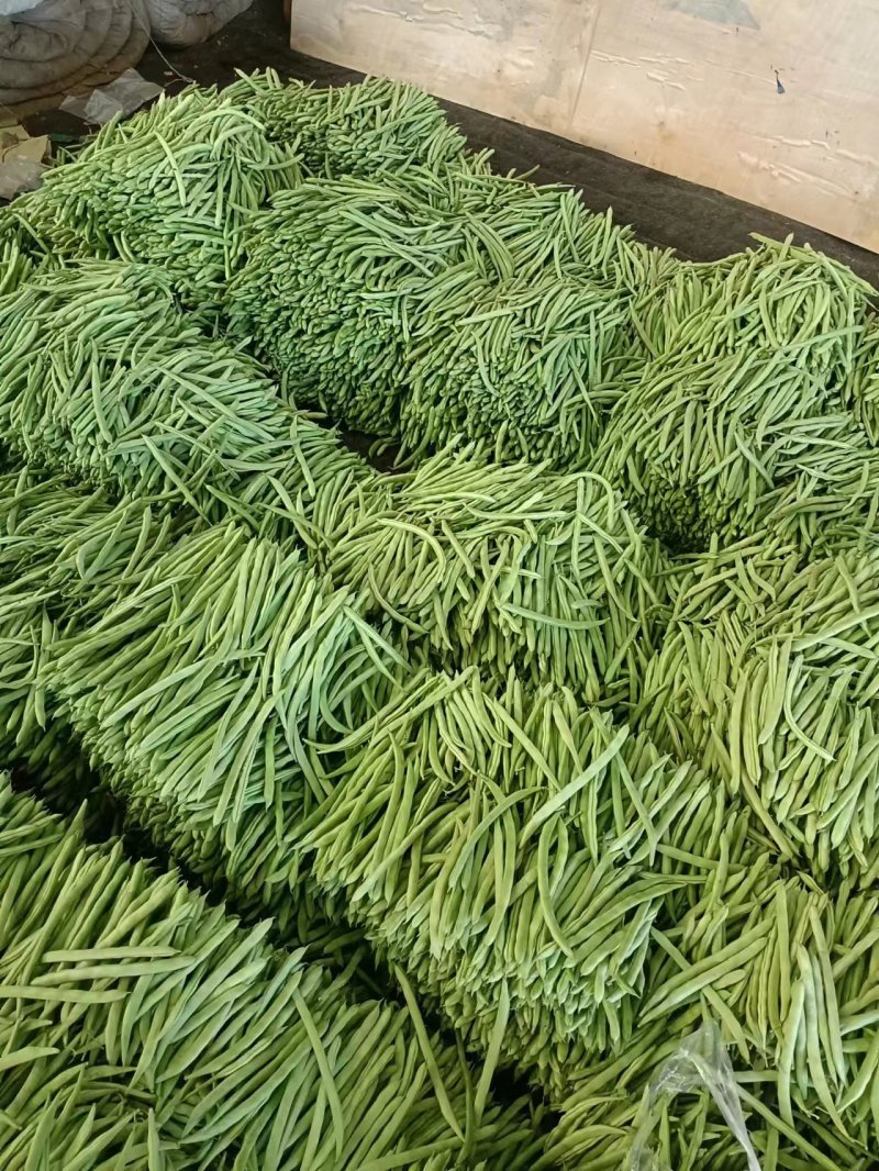 河北扁豆全国发货品质保证全国发货欢迎联系